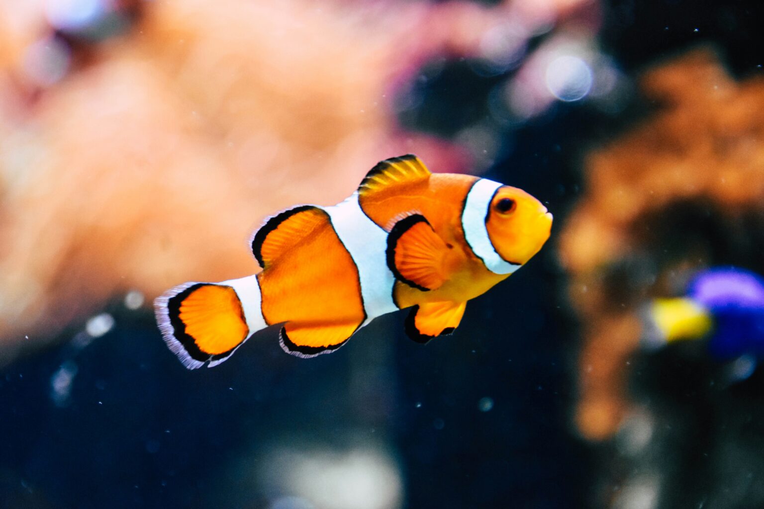 韓国語 魚類・魚介類単語集
