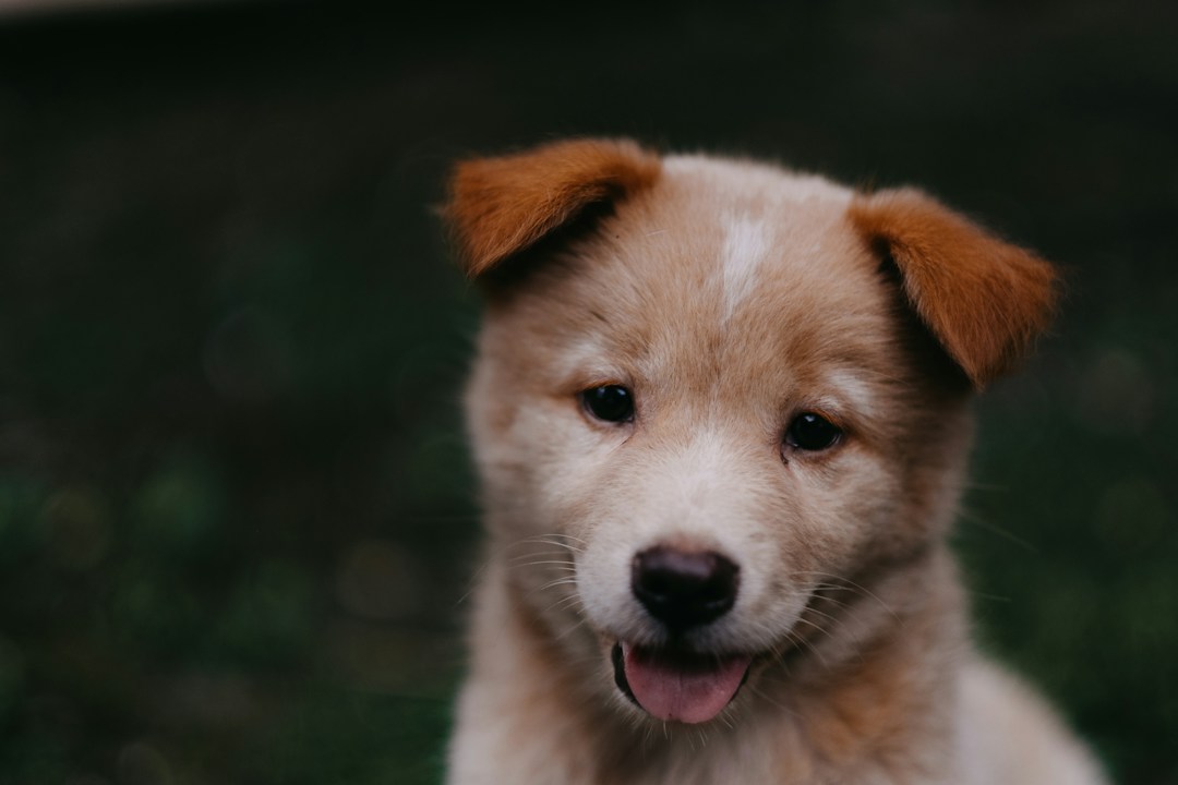草の前で舌を出している茶色と白の子犬
